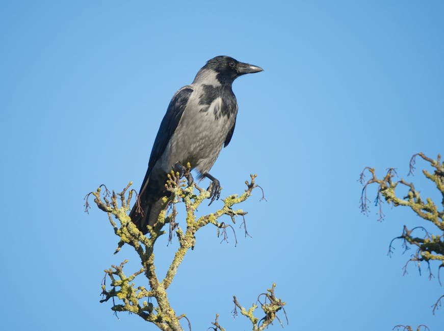 Remote Work Tips for Peak Productivity & Success in 2026