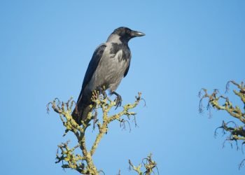 Remote Work Tips for Peak Productivity & Success in 2026